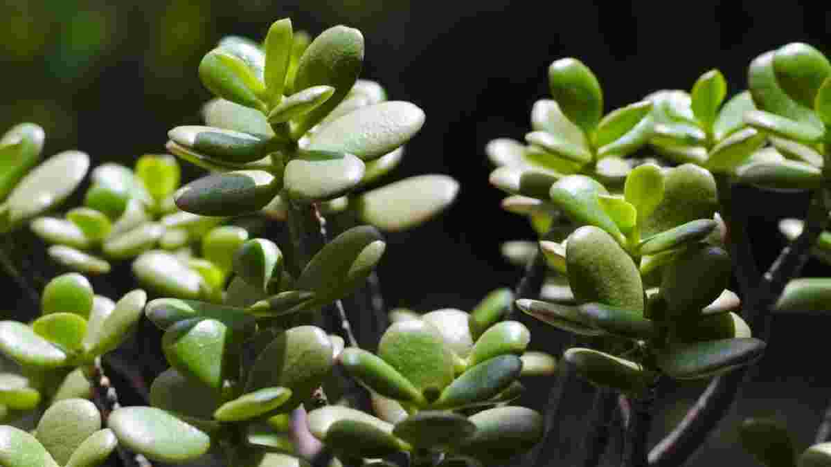 Листя китайського грошової дерева Pilea peperomioides з геометрією діаграми Вороного